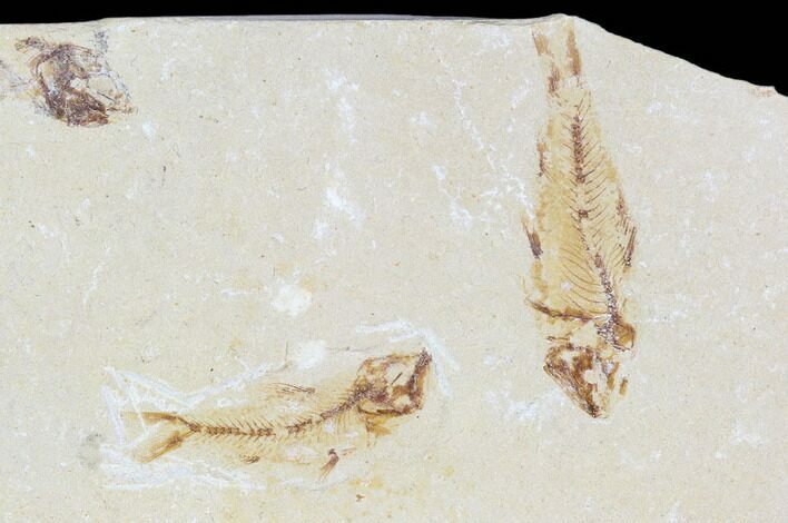 Bargain, Two Cretaceous Fossil Fish (Armigatus) - Lebanon #110840